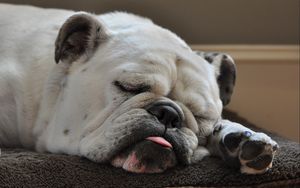 Preview wallpaper dog, bulldog, sleep, tongue, thick
