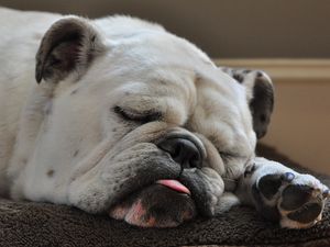 Preview wallpaper dog, bulldog, sleep, tongue, thick