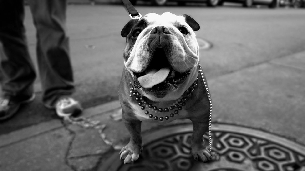 Wallpaper dog, bulldog, walk, thick