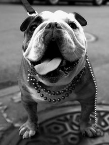 Preview wallpaper dog, bulldog, walk, thick