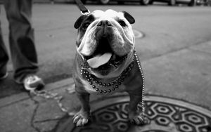 Preview wallpaper dog, bulldog, walk, thick