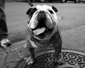 Preview wallpaper dog, bulldog, walk, thick