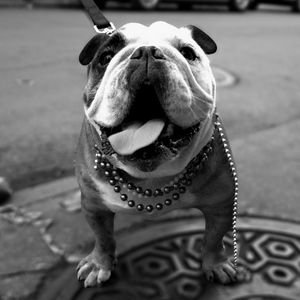 Preview wallpaper dog, bulldog, walk, thick