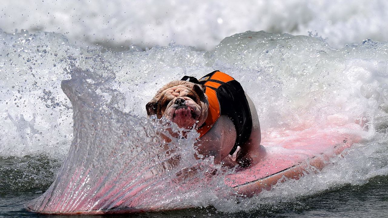 Wallpaper dog, bulldog, wave, board, spray