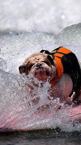 Preview wallpaper dog, bulldog, wave, board, spray