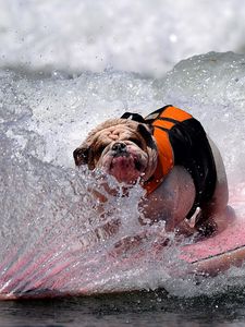 Preview wallpaper dog, bulldog, wave, board, spray