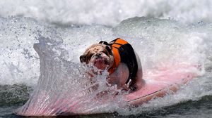 Preview wallpaper dog, bulldog, wave, board, spray