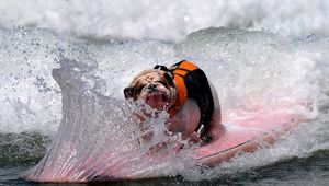 Preview wallpaper dog, bulldog, wave, board, spray