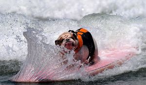 Preview wallpaper dog, bulldog, wave, board, spray