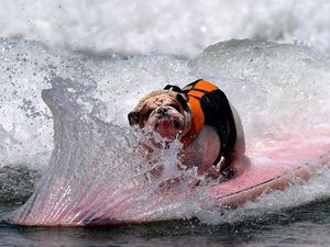 Preview wallpaper dog, bulldog, wave, board, spray