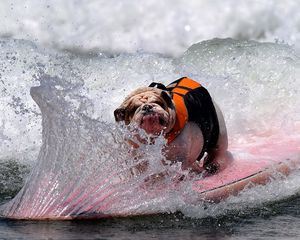 Preview wallpaper dog, bulldog, wave, board, spray