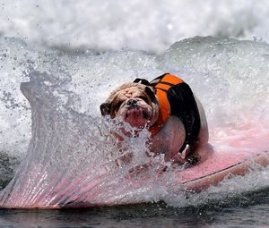 Preview wallpaper dog, bulldog, wave, board, spray