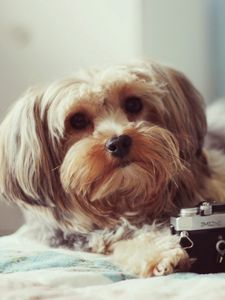 Preview wallpaper dog, camera, bed, lie, face, fluffy, terrier