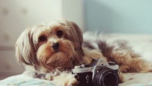 Preview wallpaper dog, camera, bed, lie, face, fluffy, terrier