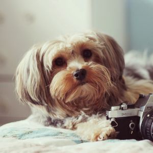 Preview wallpaper dog, camera, bed, lie, face, fluffy, terrier