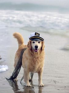 Preview wallpaper dog, cap, network, sea, ship