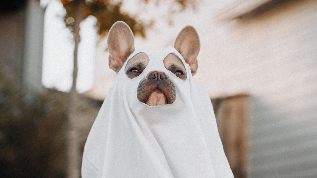 Wallpaper dog, cape, ghost, pet