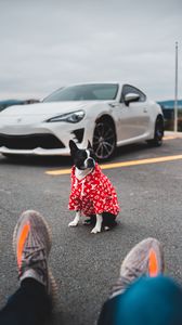 Preview wallpaper dog, car, legs, style
