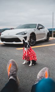 Preview wallpaper dog, car, legs, style
