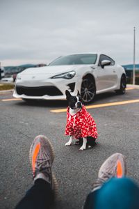Preview wallpaper dog, car, legs, style