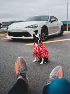 Preview wallpaper dog, car, legs, style