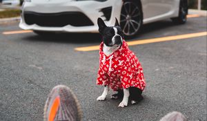 Preview wallpaper dog, car, legs, style
