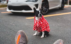 Preview wallpaper dog, car, legs, style
