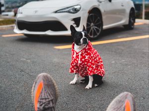 Preview wallpaper dog, car, legs, style