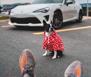 Preview wallpaper dog, car, legs, style