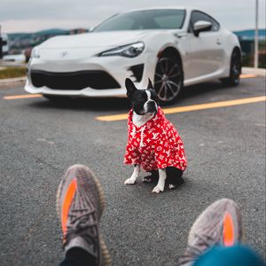 Preview wallpaper dog, car, legs, style