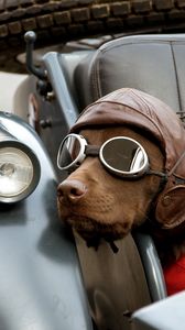 Preview wallpaper dog, car, sunglasses, hat