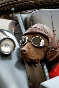 Preview wallpaper dog, car, sunglasses, hat