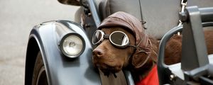 Preview wallpaper dog, car, sunglasses, hat