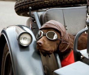 Preview wallpaper dog, car, sunglasses, hat