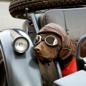 Preview wallpaper dog, car, sunglasses, hat