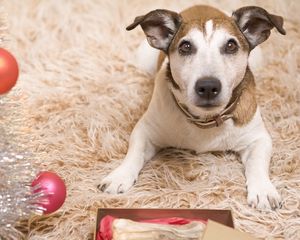 Preview wallpaper dog, carpet, new year