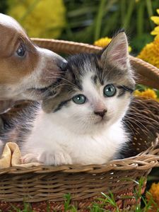 Preview wallpaper dog, cat, basket, taking, care