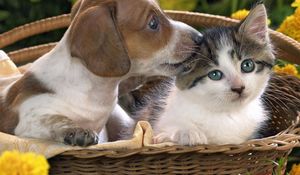 Preview wallpaper dog, cat, basket, taking, care