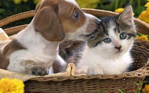 Preview wallpaper dog, cat, basket, taking, care