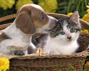 Preview wallpaper dog, cat, basket, taking, care