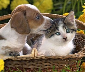 Preview wallpaper dog, cat, basket, taking, care