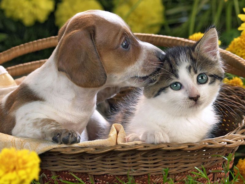 Download wallpaper 800x600 dog, cat, basket, taking, care pocket pc, pda hd  background