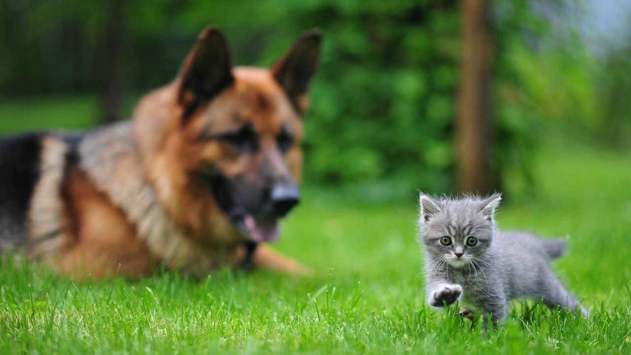 Wallpaper dog, cat, blurring, grass, walk