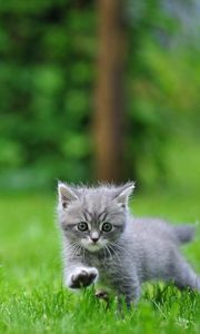Preview wallpaper dog, cat, blurring, grass, walk