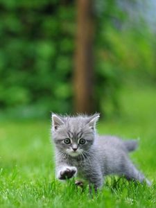 Preview wallpaper dog, cat, blurring, grass, walk