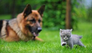 Preview wallpaper dog, cat, blurring, grass, walk