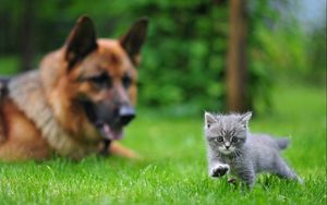 Preview wallpaper dog, cat, blurring, grass, walk