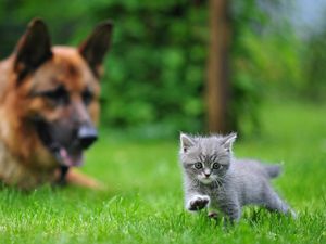 Preview wallpaper dog, cat, blurring, grass, walk