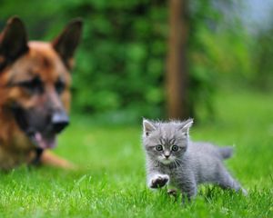 Preview wallpaper dog, cat, blurring, grass, walk