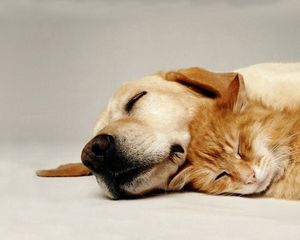 Preview wallpaper dog, cat, couple, friends, care